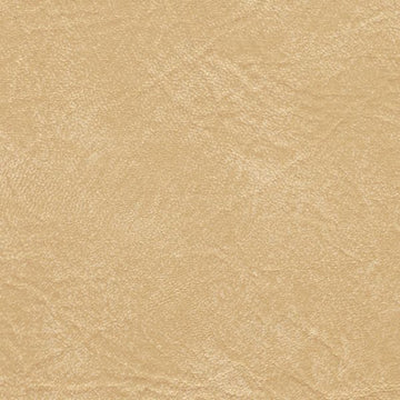 Seabreeze Seashell