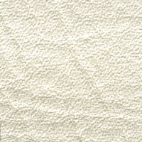 Tradewinds Seashell